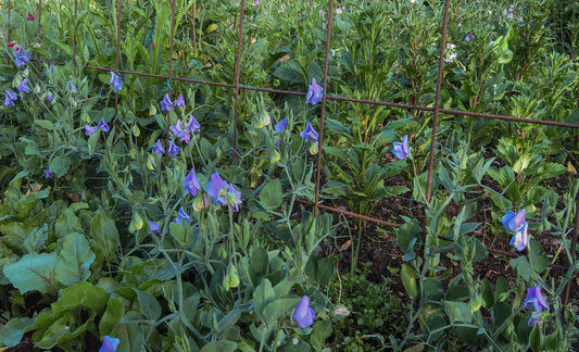 Bijou Blau