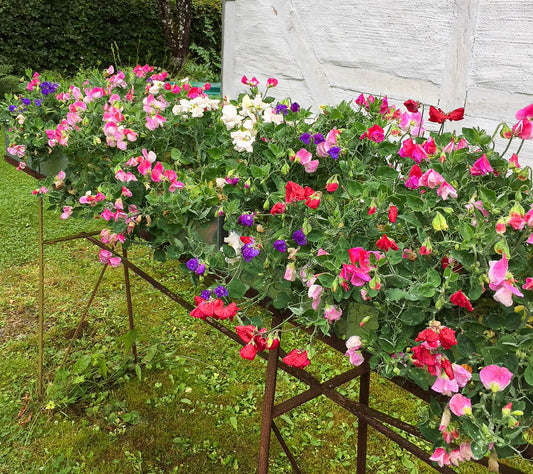 Sweet pea mixture Cupid mix