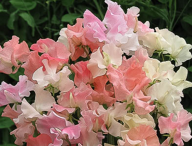 Sweet pea blend Frills and Blushes