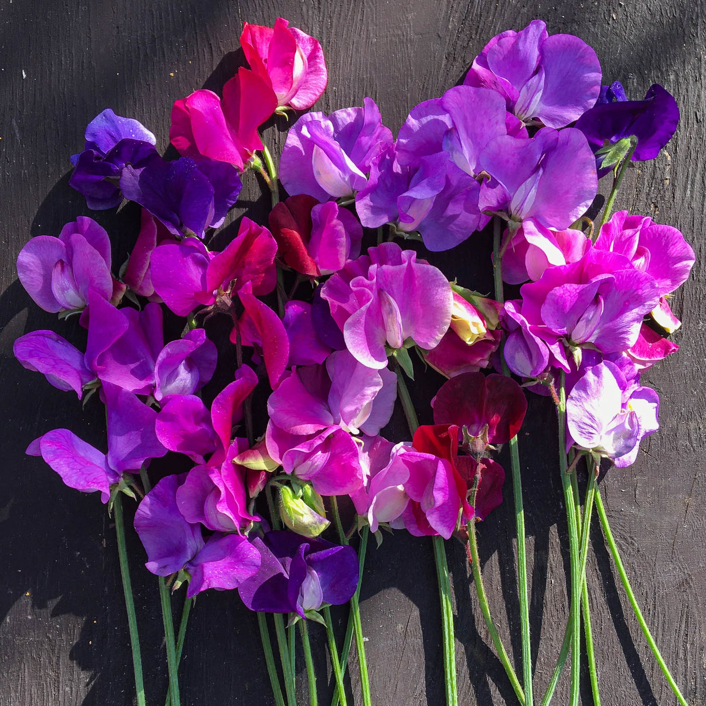 Sweet pea mixture Gunnel's mix