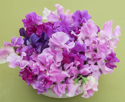 Sweet pea mixture Gunnel's mix