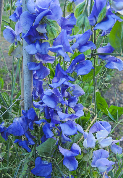 NZ Gardener