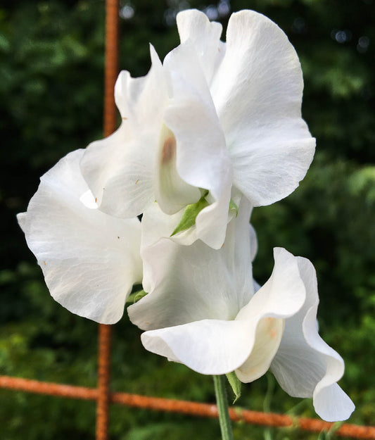 White Frills