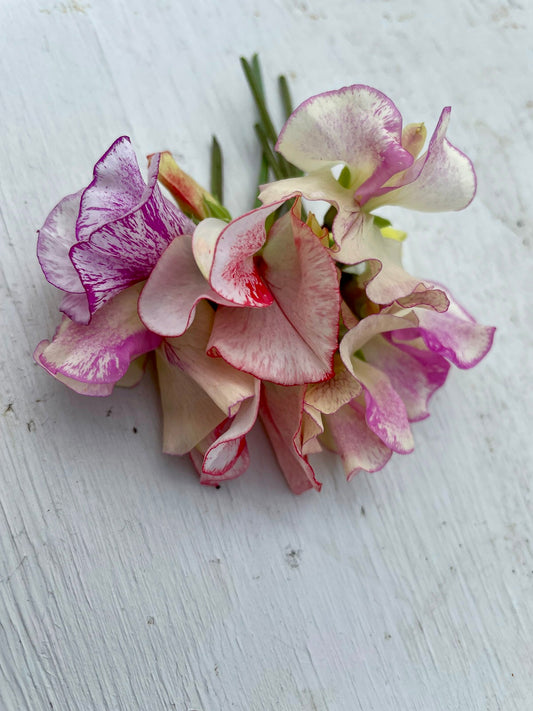 Sweet pea mixture Balcony mix