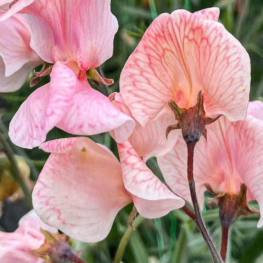 Muschelrosa