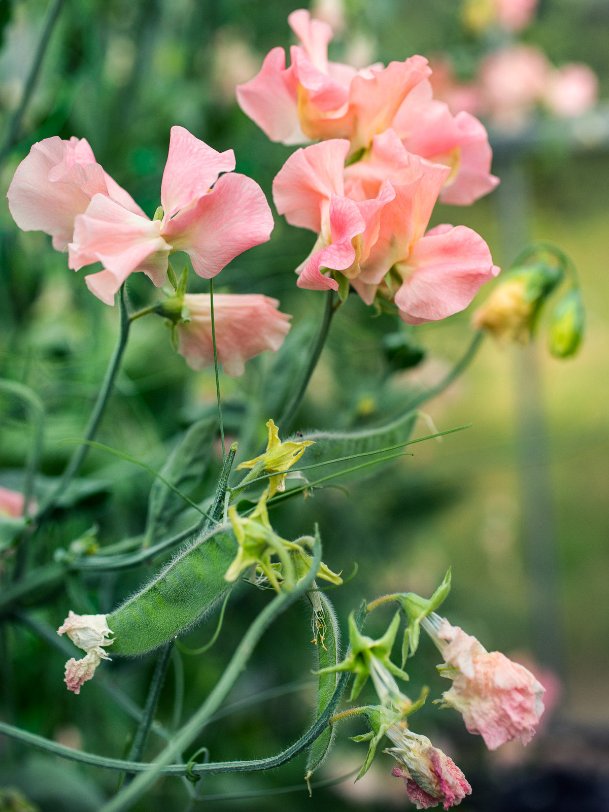 Muschelrosa